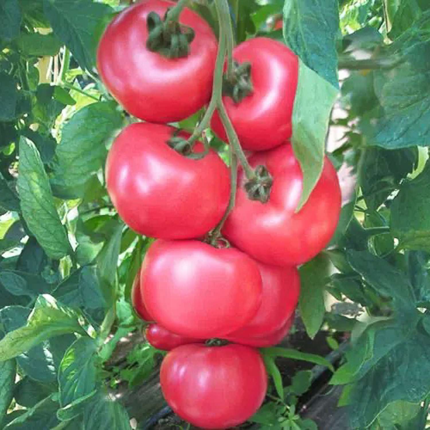 Tomate 'HONEYMOON' (graines)